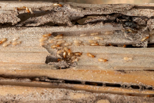 Pest Control for Restaurants in Hoover, AL